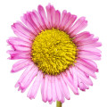 Erigeron (Fleabane)